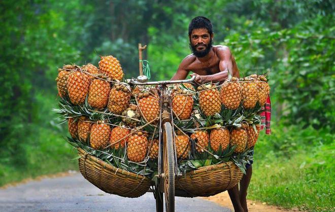 大发彩票艺高人胆大！孟加拉工人用自行车运菠萝网友服了这高难度堆叠技术(图1)
