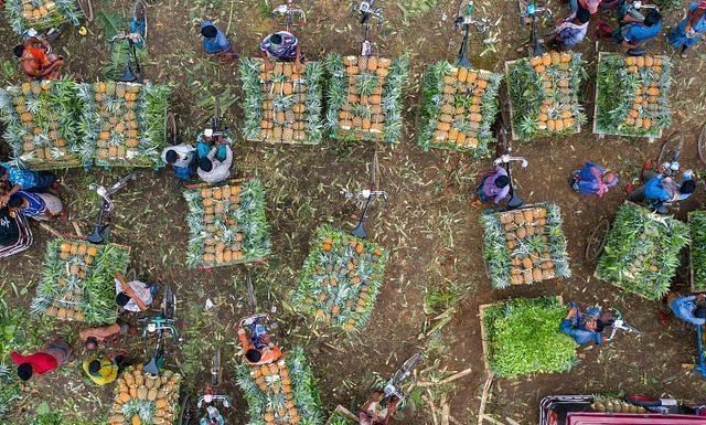 大发彩票艺高人胆大！孟加拉工人用自行车运菠萝网友服了这高难度堆叠技术(图2)