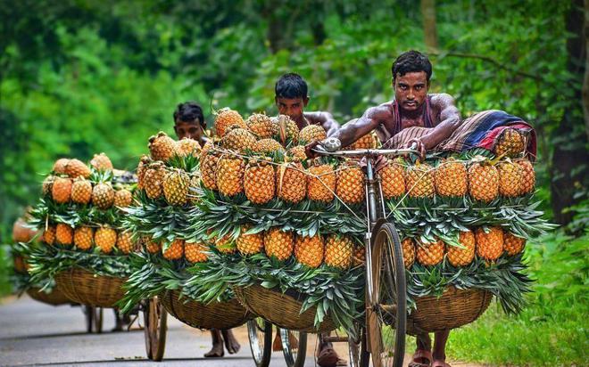 大发彩票艺高人胆大！孟加拉工人用自行车运菠萝网友服了这高难度堆叠技术(图5)