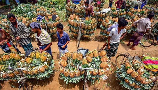 大发彩票艺高人胆大！孟加拉工人用自行车运菠萝网友服了这高难度堆叠技术(图4)